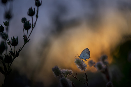 A Gray Hairstreak butterfly perches on a small plant growing in a wild field as the sun sets behind it.の写真素材