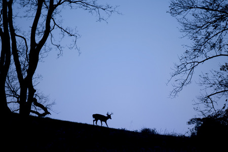 A silhouette of a Whitetail Deer buck walking on a hill top just before sunrise with a deep blue sky.の写真素材