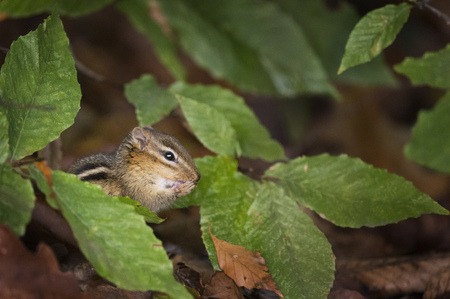 A cute Chipmunk sits on the forest floor with large bright green leaves around it.の写真素材