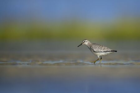 A Pectoral Sandpiper walks in the wet sand in a marsh on a bright sunny day.の写真素材