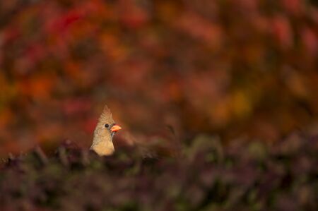 A female Northern Cardinal peeks out from the top of a red bush with a bright colorful red and orange background.の写真素材