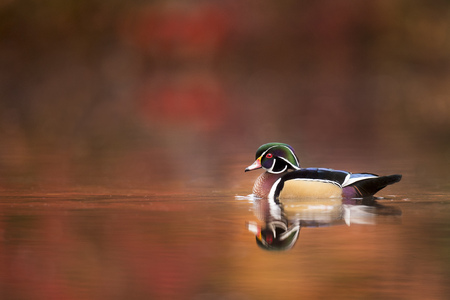 A male Wood Duck floats on a calm pond in soft overcast light with a colorful autumn tree background.の写真素材