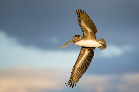 A juvenile Brown Pelican flies in the late evening sun witha  dark blue cloudy background in Florida.の写真素材