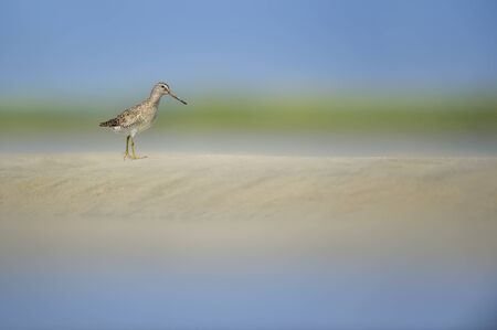 A Short-billed Dowitcher stands on a sand bar in the water with a smooth green and blue background in the bright sun.の写真素材