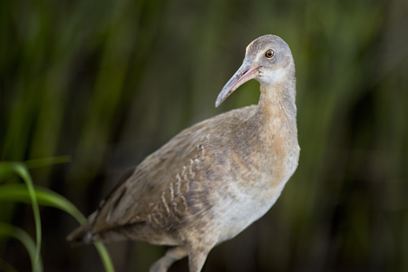 A Clapper Rail stand in front of green marsh grasses for a close detailed portrait with soft lighting.の写真素材