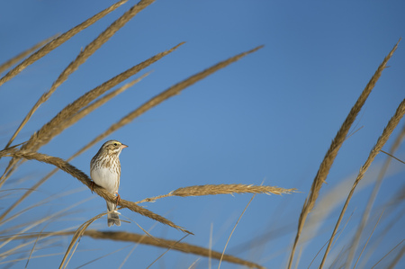 A Savannah Sparrow perched on dune grasses in front of a clear blue sky on a bright sunny day.の写真素材
