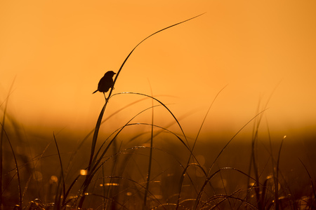 A Seaside Sparrow perches on high marsh grass silhouetted against the orange morning sky.の写真素材