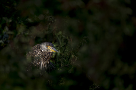 A juvenile Black-crowned Night Heron perched deep in the trees with the sun shining on it.の写真素材