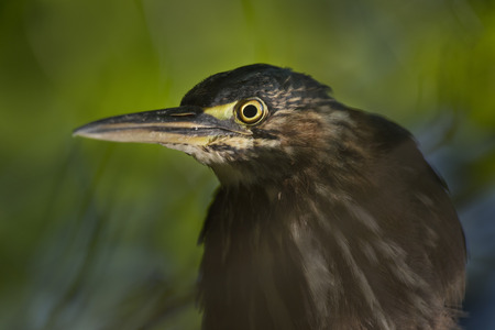 A Green Heron portrait with a spotlight of sun from underneath with a green background.の写真素材