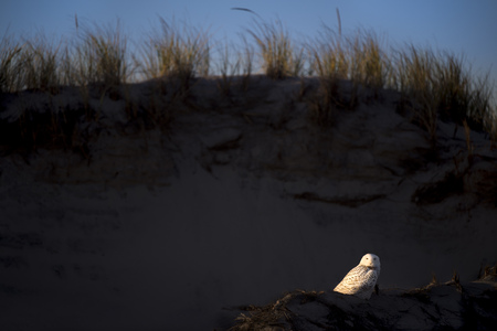 A bright white Snowy Owl sits on a beach sand dune with bright sun shining on it with a dark dune in the background.の写真素材