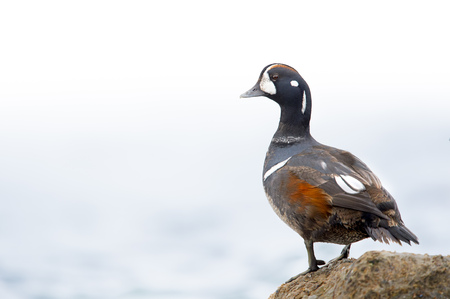 A male Harlequin Duck perched on a jetty rock with an almost solid white background on an overcast day.の写真素材