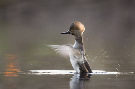 A juvenile male Hooded Merganser flaps its wings quickly as they blur and water drops fly everywhere in the soft morning light on a pond.の写真素材