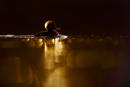 A Hooded Merganser duck swims into the reflected morning golden sunlight with a dramatic glow.の写真素材