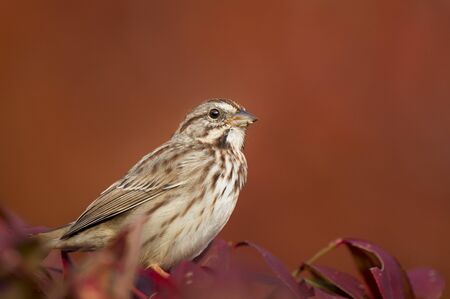 A Song Sparrow perched on red leaves with a smooth bright orange background in soft morning sunlight.の写真素材
