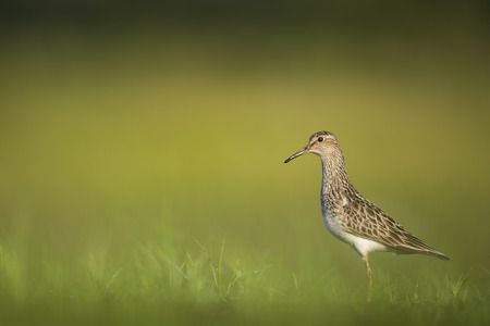 A Pectoral Sandpiper stands in the bright green grass with a smooth background on a sunny morning.の写真素材