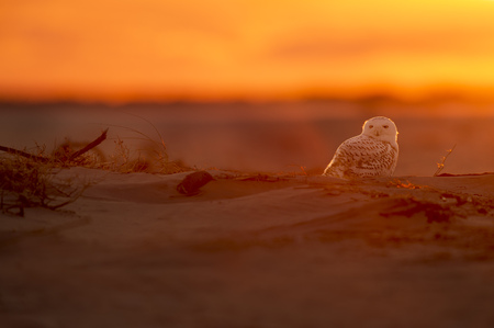 A Snowy Owl sits on the sandy beach as the sun sets behind it with a bright orange glow.の写真素材
