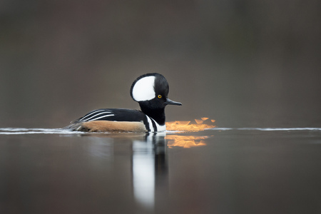 A male Hooded Merganser swims along on a calm pond with a glitter of sun shining on the water.の写真素材