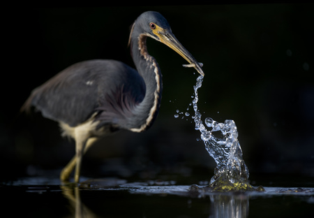 A Tricolored Heron makes a large splash in the water after striking out to catch a small fish in its beak with a solid black background.の写真素材