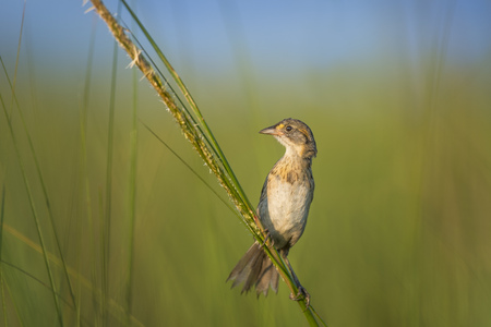 A juvenile Seaside Sparrow perched on marsh grass in the morning sun with a smooth background.の写真素材