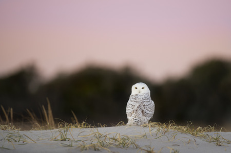 A Snowy Owl sits on a beach sand dune with dark trees and a pink and purple dawn sky behind it.の写真素材