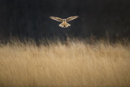 A Northern Harrier hovers in front of a dark background over a field of soft brown grasses.の写真素材