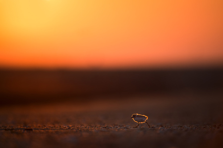 A young Piping Plover chick runs across the open beach moments after sunrise with its downy feathers glowing.の写真素材