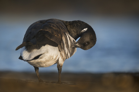 A Brant Goose stand on the shore of the water while preening and cleaning its feathers.の写真素材