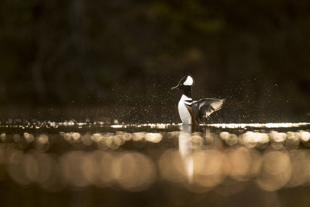 A male Hooded Merganser flaps its wings to dry off in the soft glow of the morning sun with a dark background.の写真素材