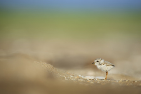 A tiny and cute Piping Plover chick stands on a sandy and pebbly beach in the morning sun with a smooth colorful background.の写真素材