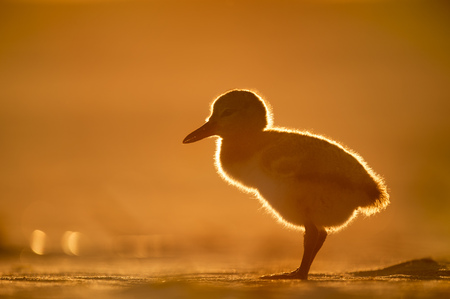 A small American Oystercatcher chick glows in the setting sun as it stands on a sandy beach.の写真素材