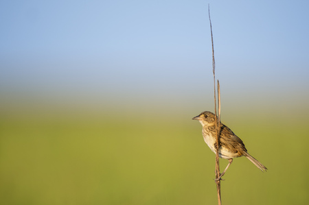 A Seaside Sparrow perched on marsh grass in the morning sun with a smooth blue and green backgroundの写真素材