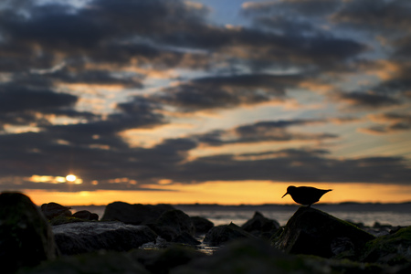 A Purple Sandpiper silhouetted against a scenic sunset of orange and blue and clouds.の写真素材