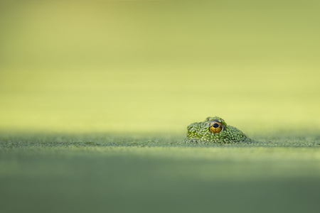 A small frog peers out from the surface of a duckweed covered pond with only its eye visible in a smooth green background.の写真素材