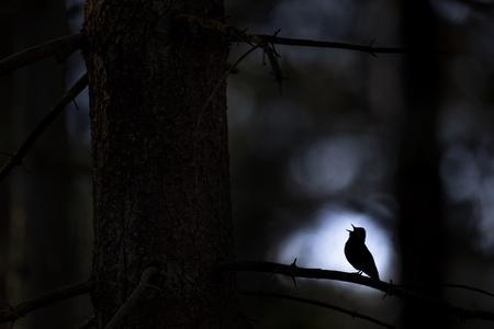 An Ovenbird sings loudly in the early morning forest silhouetted against a tiny opening in the trees.の写真素材