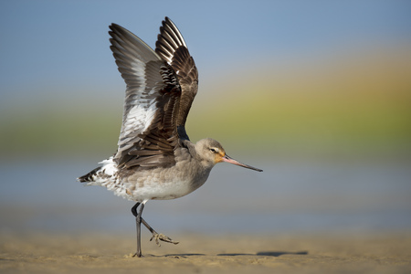 A Hudsonian Godwit stretches its wings on a sand bar with a smooth green and blue background on a bright sunny day.の写真素材
