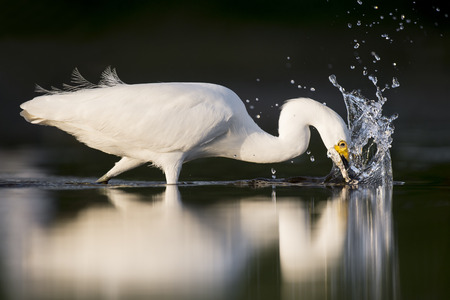 A white Snowy Egret strikes out at the water for a tiny fish making a big splash in the bright morning sun with a black background.の写真素材