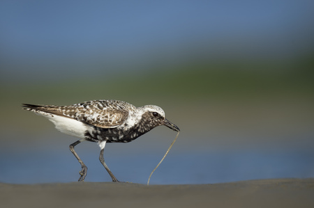 A striking Black-bellied Plover walks in the sand with a large worm in front of a smooth blue and...