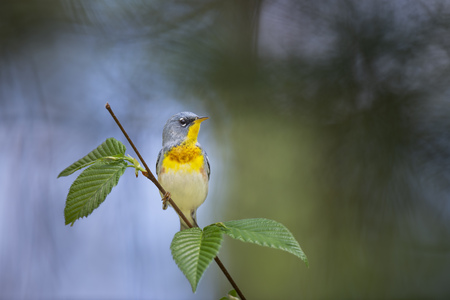 A Northern Parula perched on a branch with fresh green leaves and out of focus pine trees in the background.の写真素材