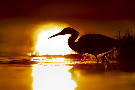 A Snowy Egret stalks prey in the shallow water silhouetted against the rising sun.の写真素材