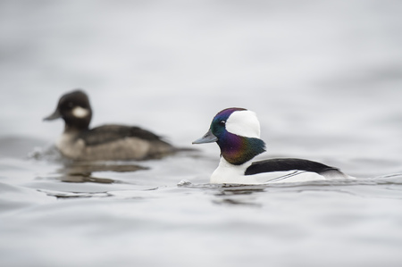 A male and female Bufflhead duck swim along on an overcast day with the iridescent male showing off his colors.の写真素材