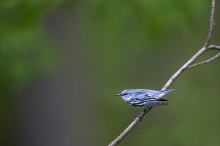 A vibrant blue colored Cerulean Warbler perched on a branch with its wings out in an aggressive...