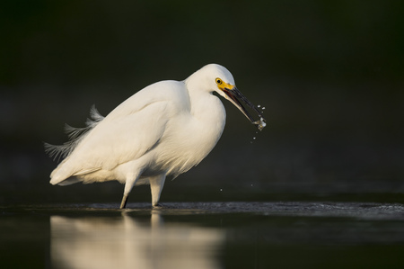 A bright white Snowy Egret catches a small minnow in the golden morning sun with a dark background.の写真素材