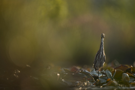 A Green Heron stretches out its neck and stares head on at the camera in the early morning sun as it walks on lilly pads.の写真素材