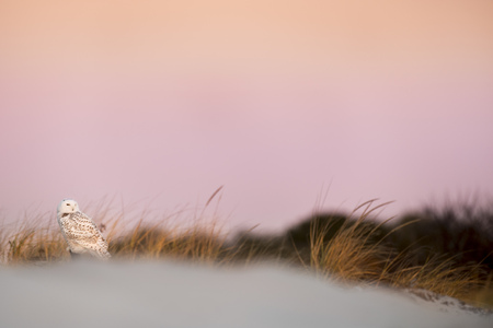 A Snowy Owl perched on a sand dune in the first light of the day with a pastel orange and pink sky.の写真素材