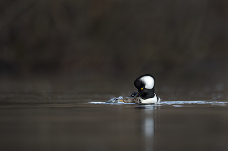 A male and female Hooded Merganser mating in the water in the soft overcast light.の写真素材