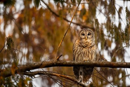 A Barred Owl perched in a tree with a spotlight of early morning sun shining on it with a brown leafy background.の写真素材