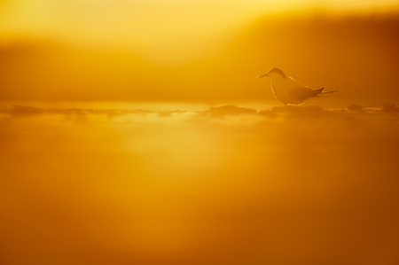 A Common Tern sits on the beach as the last bit of sun glows behind it during sunset.の写真素材