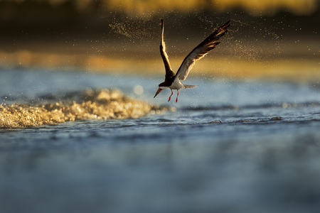 A Black Skimmer takes off from the shallow water on the beach spraying water drops all over in the setting sun.の写真素材