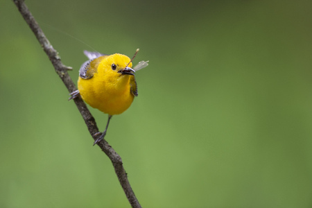 A bright yellow Prothonotary Warbler perched on a branch with a damselfly sticking out of its beak...