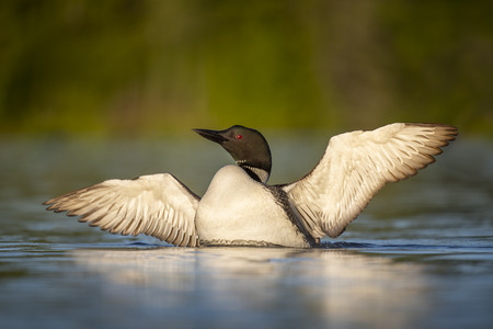 A Common Loon flaps its wings to dry off while floating in the calm water in the early morning sun.の写真素材